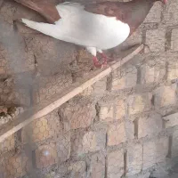 نر یهودی شتری قیمت ۵۵۰تومن