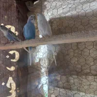 مرغ عشق بالغ