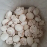 خاک دهی و تختکوبی و رافل انجام میدیم