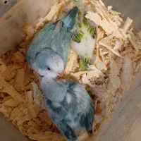 راهب دونخور شده و سرلاکی دستی