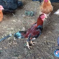 خروس لاری ۸ماهه