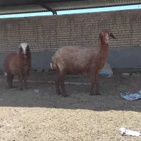 میش جوان عربی با بره نر بزرگ چاق