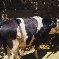 گوساله نر