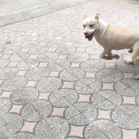 سگ پیت بول نر