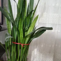 گل.|گل و گیاه طبیعی|نیشابور, شهید بهشتی|دیوار