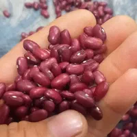لوبیا قرمز