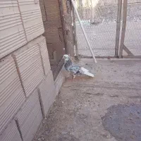 سلام به عشقبازان واقعی خوش باشید
