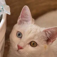 واگذاری یک طوله نر و مادرش