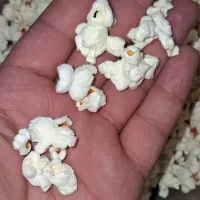 فروش عمده ذرت پفیلا درجه یک ارسال رایگان