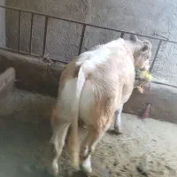 گوساله شارلوله بلژیک ماده
