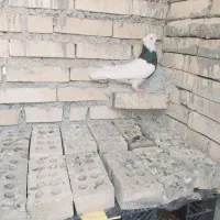 کبوتر|پرنده|باوی, |دیوار