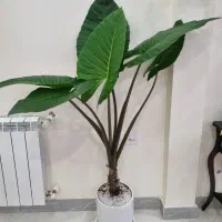بابا آدم غول پیکر برگ درشت