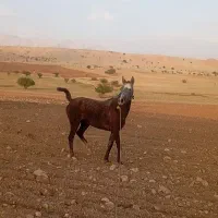 مادیان سه ساله به همراه کره نریون