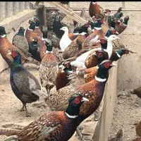 مرغ و خروس آمریکایی