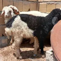 ۴بره دو نر دو ماده