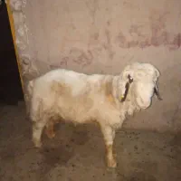 قوچ بلاجی
