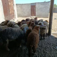 بره نر