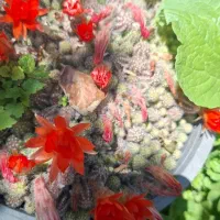 کاکتوس گل دار زیبا