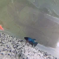 ۱ عدد فایتر ماده خوش رنگ شکم پر