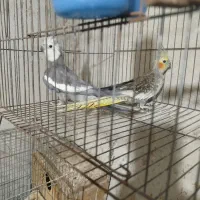 طوطی عروس