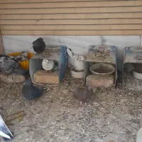 کبوتر پرشی