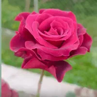 کارگاه دستگیره وکش مو اسکرانچی