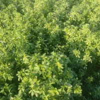 یونجه ساقه ریز