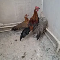 مرغ خروس فونیکس