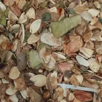 دانه پوک بوجاری شده