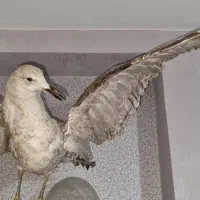 پرنده