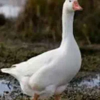 غاز و اردک روسی کشته و پرشده