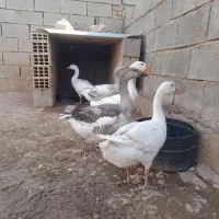 ۵عددغاز دونه یی میلیون