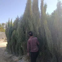 تولید سرو ناز شیراز