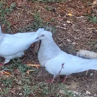 کبوتر مور باش