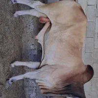گاووگوساله پراواری