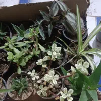 گل و گیاه و کاکتوس کارتنی