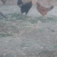 دوتا مرغ تخم گذار