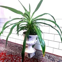 دو عدد گل برگ موزی