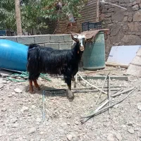یک عدد بز دوشکم