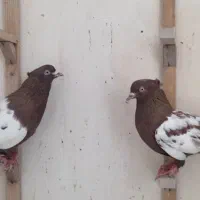 کفتر جفت رنگی،سینه سرخ،پرشی