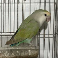 طوطی کوتوله برزیلی ماده وایت فیس