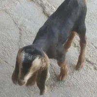 بره وکهره