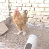 تخم نطفه دار برهما گلد