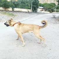 سرابی اصیل