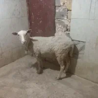تغل لاکن اصل آبستن