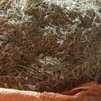 کاه لوبیا چیتی بهاره درجه ۱ سبز سبز