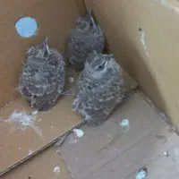 جوجه قناری سهره