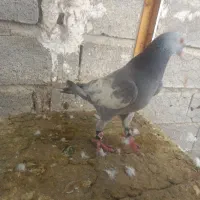 نرو ماده سرک