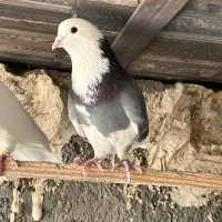 نر ابلغ اصیل خون پاک