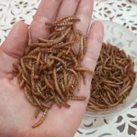 فروش عمده و خرده میلورم در صدرا، زرقان، شیراز